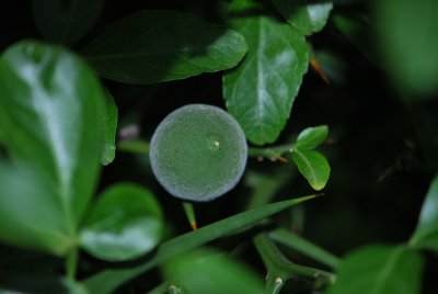 Poncirus trifoliata - citronečník trojlistý - zrající plod a listy